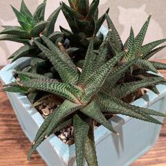 硬葉系ハオルチア　寄せ植え