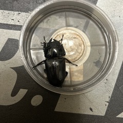 能勢YG国産オオクワガタ オス70mm　　♂1♀1ペア　　の画像