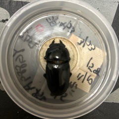 能勢YG国産オオクワガタ オス70mm　　♂1♀1ペア　　の画像