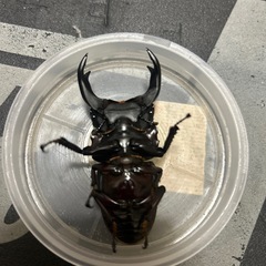 能勢YG国産オオクワガタ オス70mm　　♂1♀1ペア　　の画像