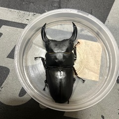 能勢YG国産オオクワガタ　　♂1♀2トリオ　　