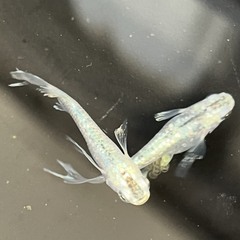 ②緑星の輝きメダカ稚魚(１ｃｍ前後）７匹セット（容器付き：４枚目写真）