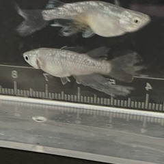 ②緑星の輝きメダカ稚魚(１ｃｍ前後）７匹セット（容器付き：４枚目写真）の画像
