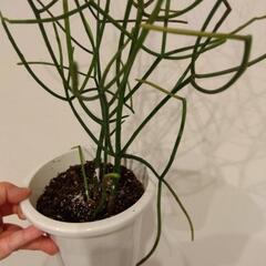 ミルクブッシュの画像