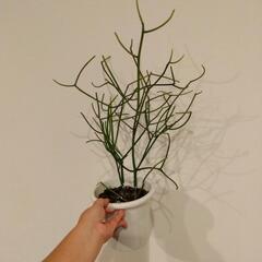 ミルクブッシュの画像
