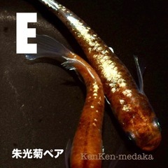 メダカ E朱光菊（しゅこうぎく）1ペア➕卵10個