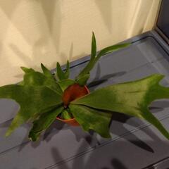 ビカクシダ ネザーランド 茶色いプラ鉢
