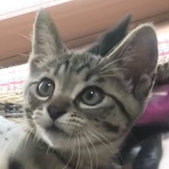 お願い！たくさん撫でて嬉しいな♡ネリ君