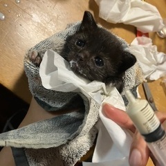 黒猫の子猫ちゃん
