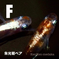 メダカ F朱光菊（しゅこうぎく）1ペア➕卵10個