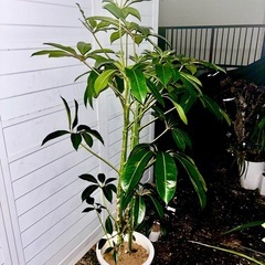 ツピタンサス　カポック　観葉植物　塊根植物　多肉植物　ビザールプ...
