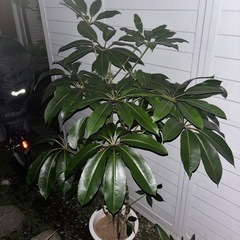【20%オフ　6/21】【20%オフ　6/14】ツピタンサス　カポック　観葉植物　塊根植物　多肉植物　ビザールプランツ　レアプランツ　ガーデニング　植物　グリーン　趣味　盆栽　葉　花　庭　草　多肉植物　インテリア　飾り　の画像