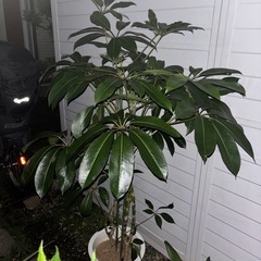 【20%オフ　6/21】【20%オフ　6/14】ツピタンサス　カポック　観葉植物　塊根植物　多肉植物　ビザールプランツ　レアプランツ　ガーデニング　植物　グリーン　趣味　盆栽　葉　花　庭　草　多肉植物　インテリア　飾り　の画像