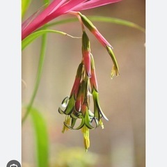 ヨウラクツツアナナスの画像