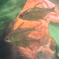 熱帯魚テトラ10匹以上