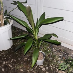 ドラセナ　グローカル　観葉植物　塊根植物　多肉植物　ビザールプラ...