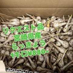 宮崎県産らっきょう入荷しました☆