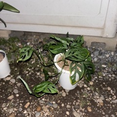 マドカズラ　観葉植物　塊根植物　多肉植物　ビザールプランツ　レア...