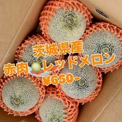 茨城県産🍈赤肉レッドメロン