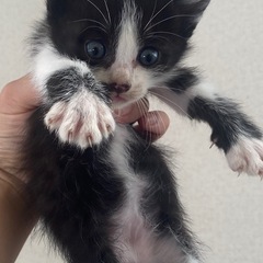 クロシロの子猫