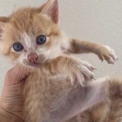 茶トラの子猫