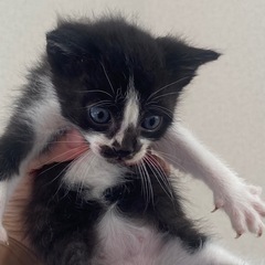 クロシロの子猫