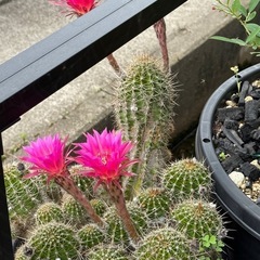 サボテン   ロビオプシス　SP（交配種）　大型の画像