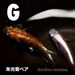 メダカ G朱光菊（しゅこうぎく）1ペア➕卵10個