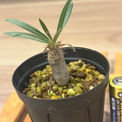 実生グラキリス③