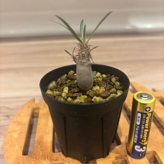 実生グラキリス④