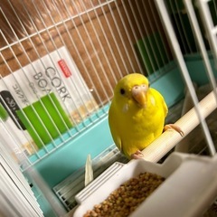 セキセイインコの里親さん探しています