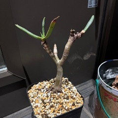 【養生中の為掲載価格の半額】アロエ　ラモシシマ　多肉植物　観葉植物　鉢付き　アロイデンドロン　観葉植物　塊根植物　多肉植物　ビザールプランツ　レアプランツ　ガーデニング　植物　グリーン　趣味　盆栽　葉　花　庭　草の画像