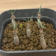 観葉植物　実生グラキリス5株の画像