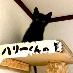 【リン】パヤパヤ男の子🧸生後2ヶ月