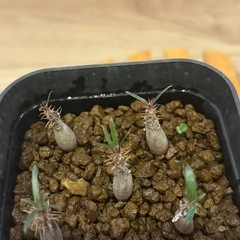観葉植物　実生グラキリス5株②の画像