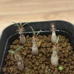 観葉植物　実生グラキリス5株②の画像