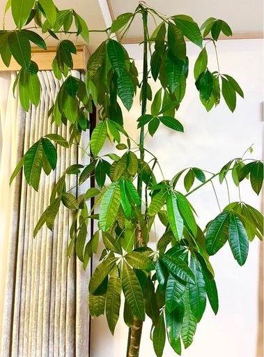 【購入者決定】大型パキラ　観葉植物　存在感あります