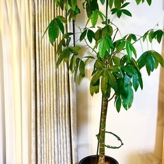 大型パキラ　観葉植物　存在感あります