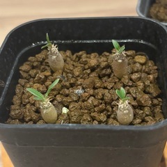 観葉植物　恵比寿大黒の画像