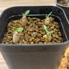 恵比寿大黒