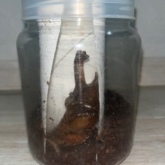 国産カブトムシ蛹♂♀ペア（800ccボトル入）