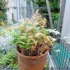 シダ　植物　植木　植木鉢　コレクション　園芸　ガーデニング