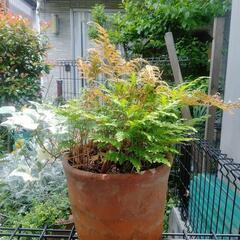 シダ　植物　植木　植木鉢　コレクション　園芸　ガーデニングの画像