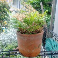 シダ　植物　植木　植木鉢　コレクション　園芸　ガーデニングの画像