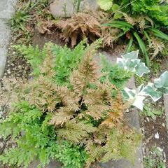 シダ　植物　植木　植木鉢　コレクション　園芸　ガーデニングの画像