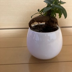 ガジュマル　観葉植物　インテリア　雑貨　植物の画像