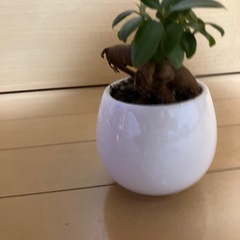 ガジュマル　観葉植物　インテリア　雑貨　植物の画像