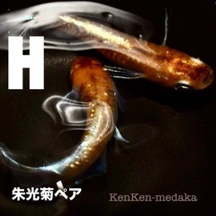メダカ H朱光菊（しゅこうぎく）1ペア➕卵10個