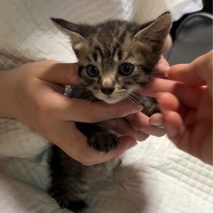 生後1ヶ月♡キジちゃん4兄妹♡子猫 - 大田区