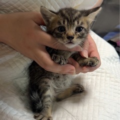 生後1ヶ月♡キジちゃん4兄妹♡子猫 - 猫